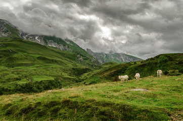 Cows on the hill