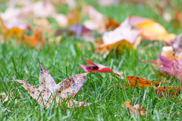 Fall leaves in grass background