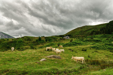 Fototapeta na wymiar Cows on the hill