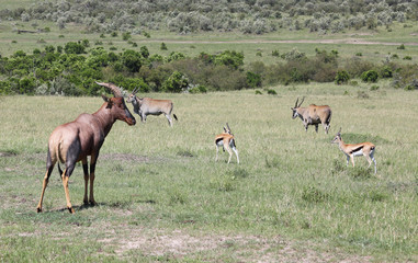 Antilopen in Afrika