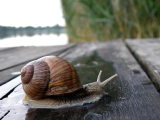 Adult slow snail crawling on its old wet wood.