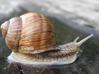 Adult slow snail crawling on its old wet wood.