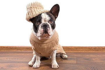 French bulldog wearing warm sweater and hat