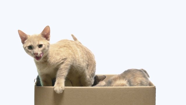 Several kittens playing in a box