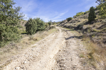 a rural path on a summer day