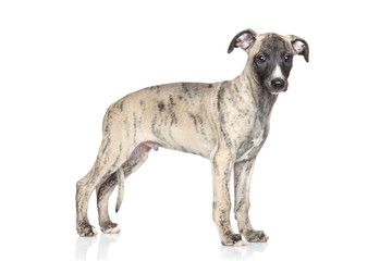 Whippet puppy