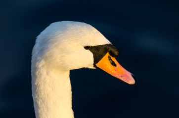 Swan head close up