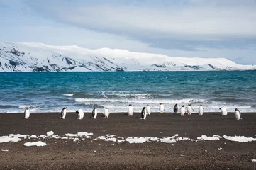 Foto op Plexiglas anti-reflex Ezelspinguïn, Deception Island, Antarctica © ykumsri