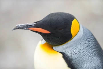 Foto op Aluminium King Penguin, Antarctica © ykumsri