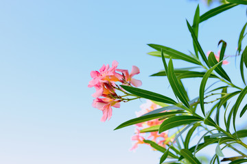 Nerium oleander