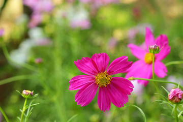 Fototapeta premium pink cosmos flowers in the nature