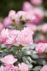 Fototapeta premium バラ ストロベリー・アイス