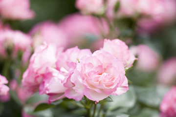 バラ　ストロベリー・アイス