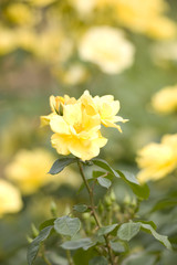 バラ　イエロー・フロイレッテ