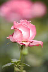 バラ　エスメラルダ