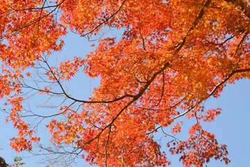 紅葉