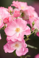 バラ　カウンティー・フェアー