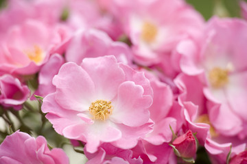 バラ　カウンティー・フェアー