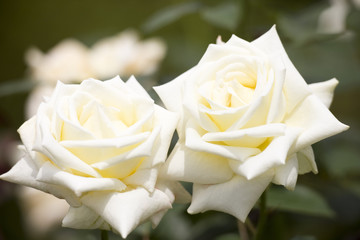 バラ　キャロリーヌ・ドゥ・モナコ