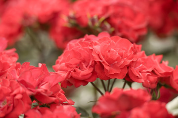 バラ　グルース・アン・バイエルン