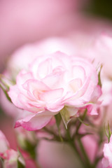 バラ　二コール