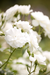 バラ　シュネービッチェン