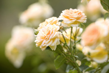 バラ　モリニュー