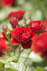 バラ　ラバグルート