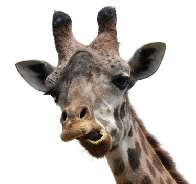 Funny animal portrait of a giraffe with an unusual face