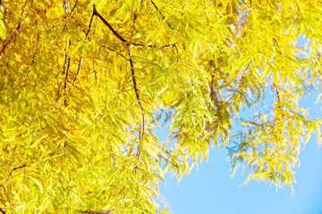 close up of colorful autumn Bald Cypress tree