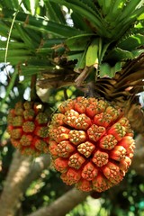 Fototapeta premium Palm fruits