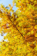 close up of colorful autumn Bald Cypress tree