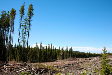 Deforestation in British Columbia Canada