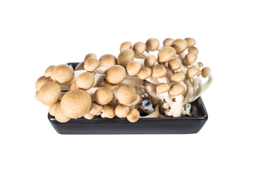 buna shimeji mushroom