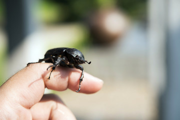 Female Xylotrupes gideon on finger