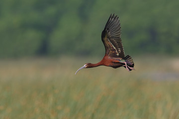 Breeding White-faced Ibis Flying Over a Texas Marsh