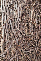 roots of tree