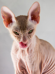Bald cat - Sphynx - licked, on a gray background