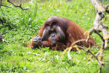 Male Bornean orangutan