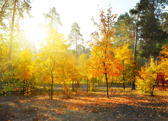 Autumn wood