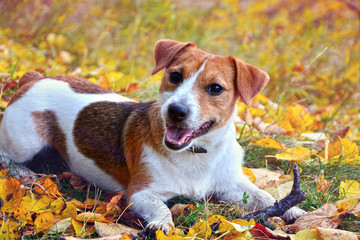 Cute beagle dog on autumn forest with leaves