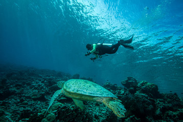 Fototapeta na wymiar Diver and green sea turtle in Derawan, Kalimantan underwater