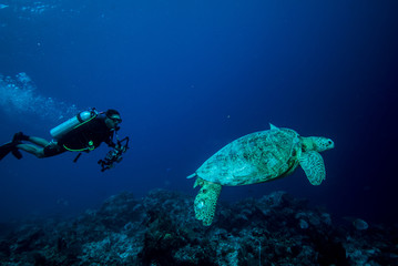 Diver and green sea turtle in Derawan, Kalimantan underwater