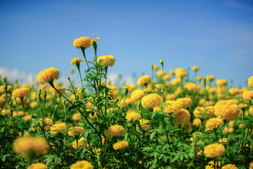 Marigolds in the garden. Focus on the flowers.