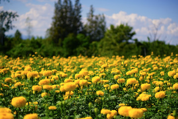 Marigolds in the garden. Focus on the flowers.