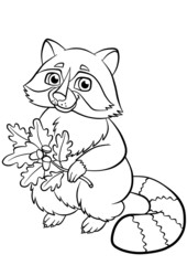 little cute raccoon in the forest