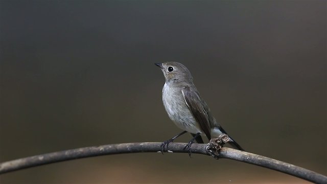 Red-throated Flycatcher (Ficedula albicilla) in nature
