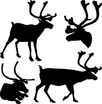 reindeer - vector silhouettes and icons