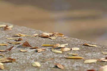 Wall in fall with deciduos dried leaves
