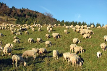 many sheep in the flock of sheep on a meadow